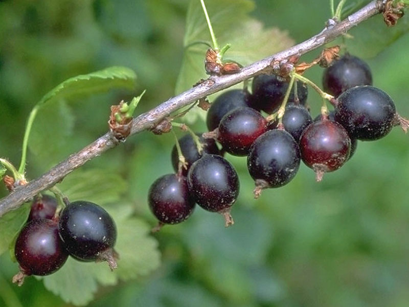 Erntereife Jostabeeren am Strauch