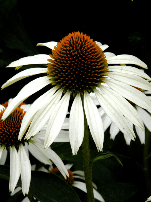 echinacea-alba Echinacea purpurea 'Alba' (M), Weißer Garten-Sonnenhut, Scheinsonnenhut