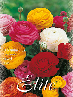 ranunkeln_paeonienbluetige_mischung_76926_0 Paeonienblütige Ranunkel-Prachtmischung (Art.Nr. 597290)