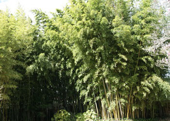 Phyllostachys nigra Henonis als ausgewachsener Bambus