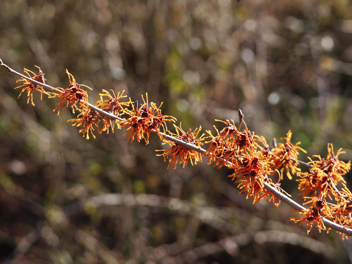 hamamelis-aphrodite-bluete Vielzahl an Blüten an einem Zweig