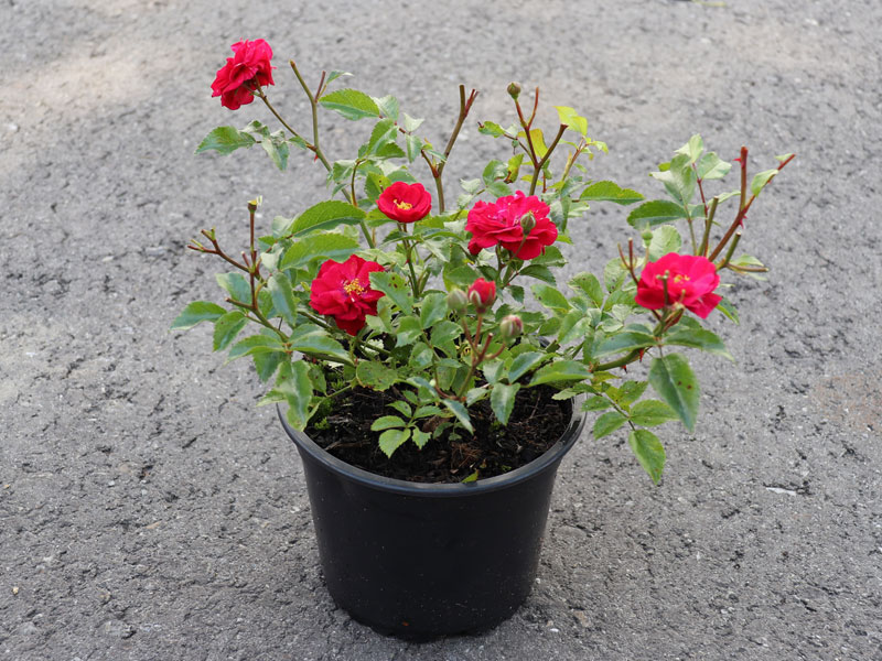 Rose Fairy Dance ® - Harkness Rose Fairy Dance ® - Harkness