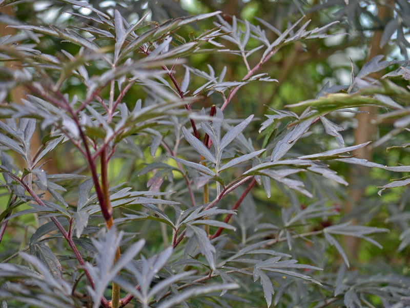 Blaetter des Sambucus Black Lace