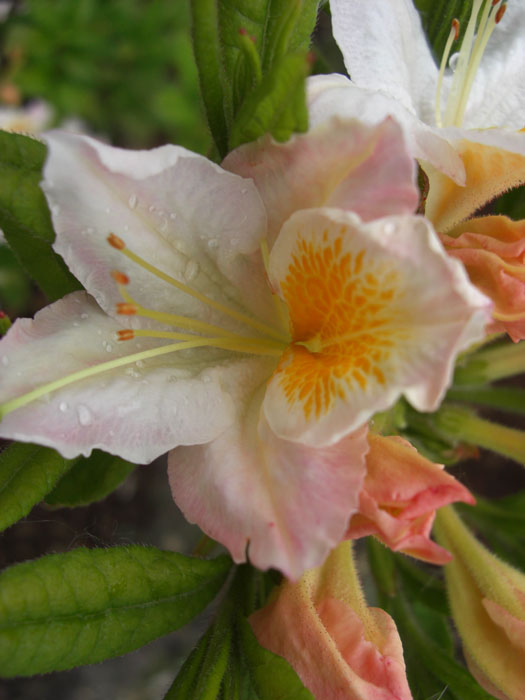 azalee-moewe Rhododendron luteum 'Möwe', sommergrüne japanische Gartenazalee