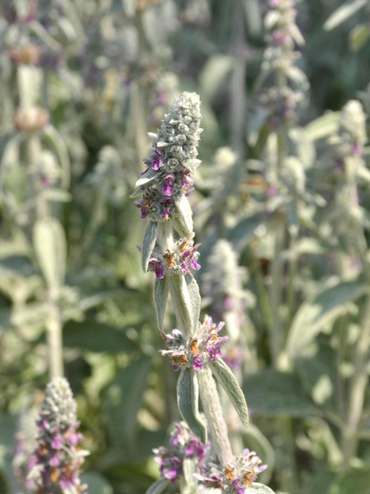 stachys-silver-carpet-bluete Stachys byzantina 'Silver Carpet', Woll-Ziest, Teppich-Ziest, Hasenohr