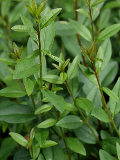 ligustrum_vulg_atrovirens_4_43158_356050cb42e587 Blätter des immergrünen Liguster