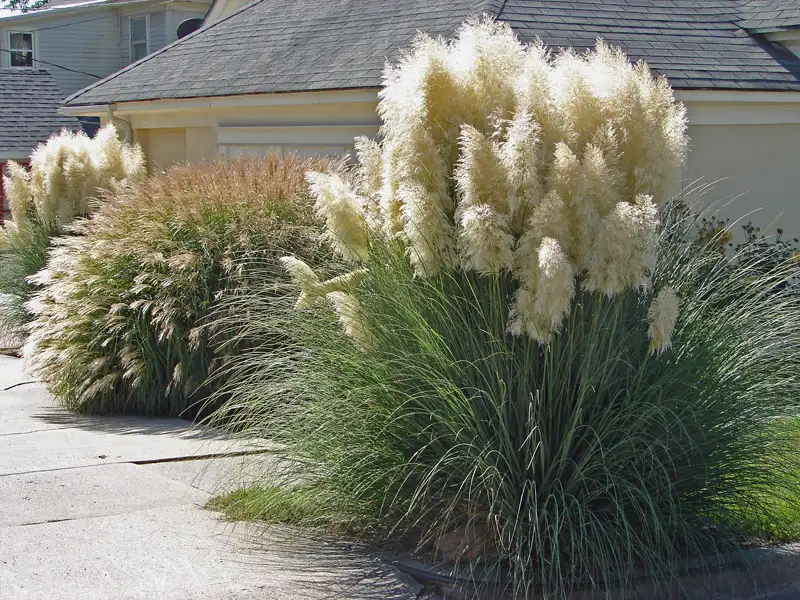 Hohes Pampasgras im Beet Hohes Pampasgras im Beet