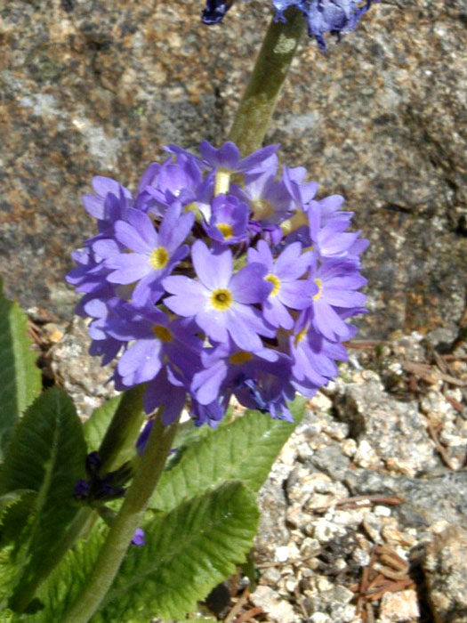 Kugel-Primel Blüte