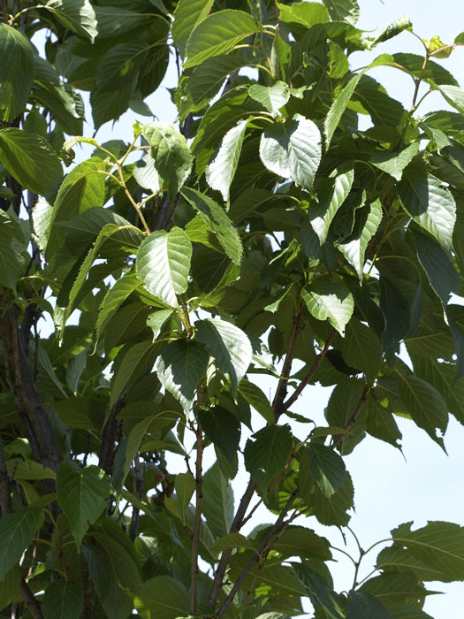 zierkirsche-amanogawa-blatt Säulenzierkirsche Amanogawa Blatt