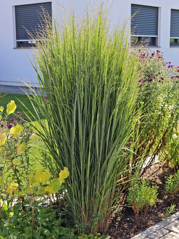 Panicum virgatum Northwind im Beet
