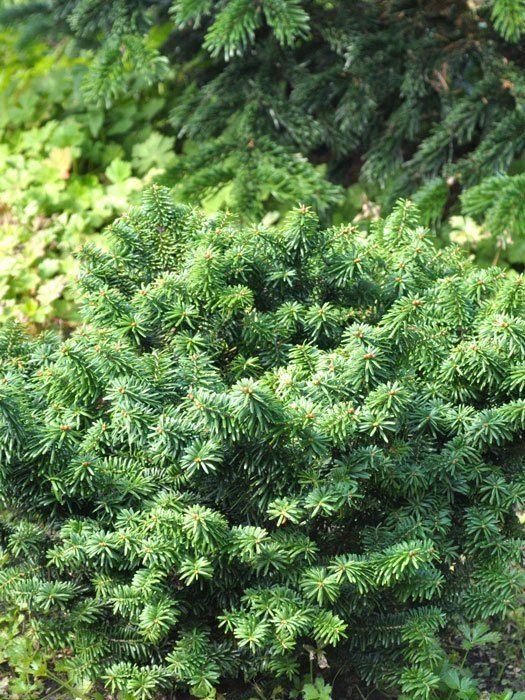 Nadelgeholze Zwergformen Gartencenter Shop24