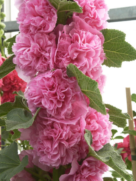 Alcea rosea &#039;Pleniflora&#039; rosa (M), Stockrose, gefüllte Stockmalve