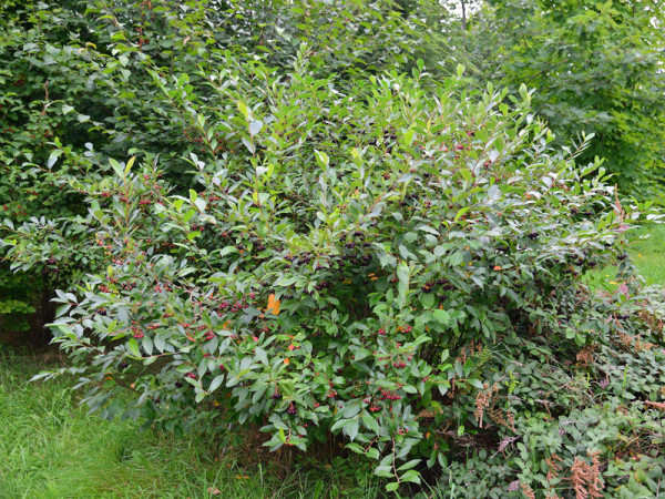 Aronia melanocarpa, Wilde Apfelbeere