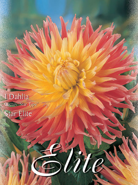 Kaktus-Dahlie &#039;Star Elite&#039;, Dahlia (Art.Nr. 520336)