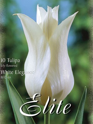 Lilienblütige Tulpen &quot;White Elegance&quot; (Art.Nr. 595482)