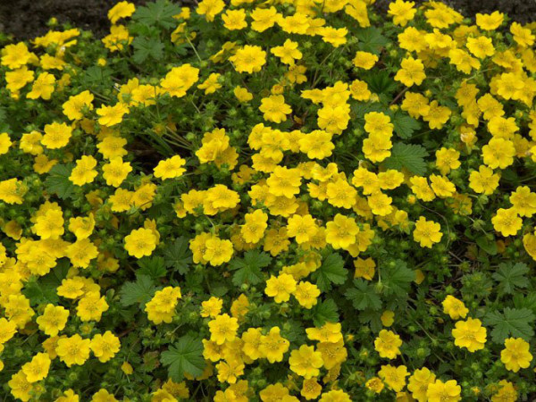 Potentilla crantzii &#039;Goldrausch&#039;, Fingerkraut, Crantz-Fingerkraut