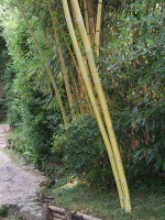 Phyllostachys vivax aureocaulis, Zauber-Bambus