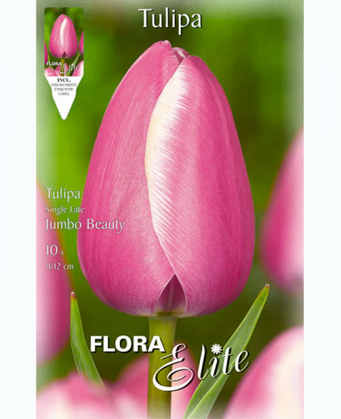 Einfache späte Tulpe &#039;Jumbo Beauty&#039; (Art.Nr. 5953470)