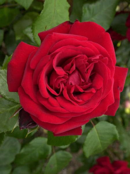 Blüte der Rose Ulmer Münster