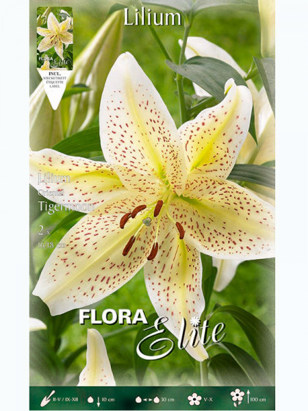 Orientalische Lilien-Hybride 'Tigermoon', Lilium (Art.Nr. 5217295)