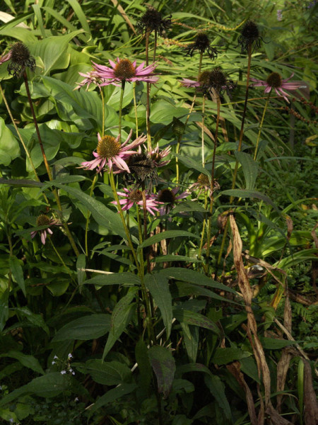 Echinacea purpurea &#039;Pica Bella&#039;, Scheinsonnenhut