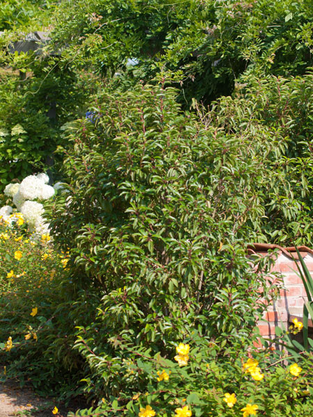 Prunus lusitanica &#039;Angustifolia&#039;, Portugiesischer Kirschlorbeer