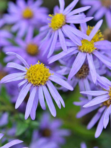 Aster amellus &#039;Blütendecke&#039;, Bergaster, Amellusaster