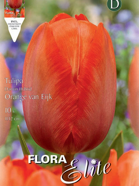 Tulpe Orange van Eijk
