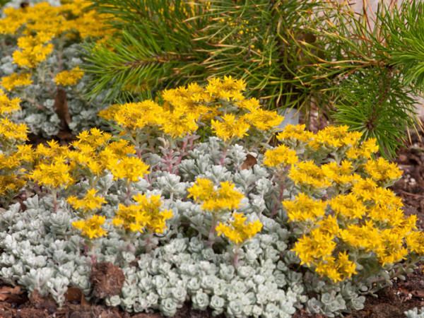 Sedum spathulifolium &#039;Cape Blanco&#039;, Silberspatel-Fettblatt, spatelblättriges Garten-Fettblatt