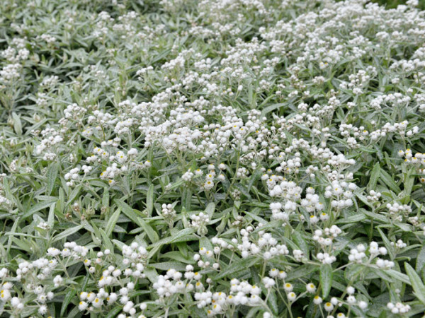 Anaphalis triplinervis &#039;Silberregen&#039;, Silberimmortelle