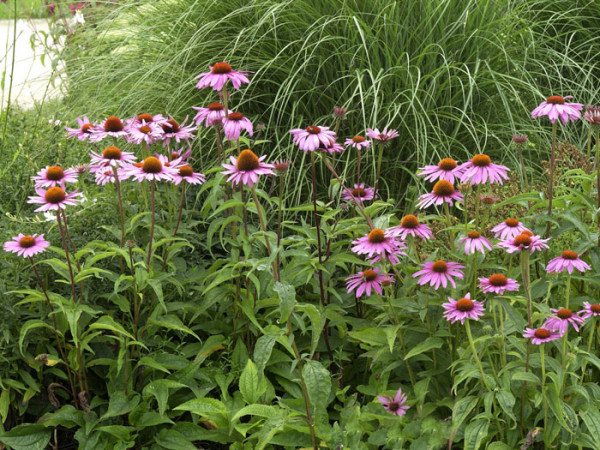 Echinacea purpurea &#039;Magnus&#039; (M), Garten-Sonnenhut, Scheinsonnenhut