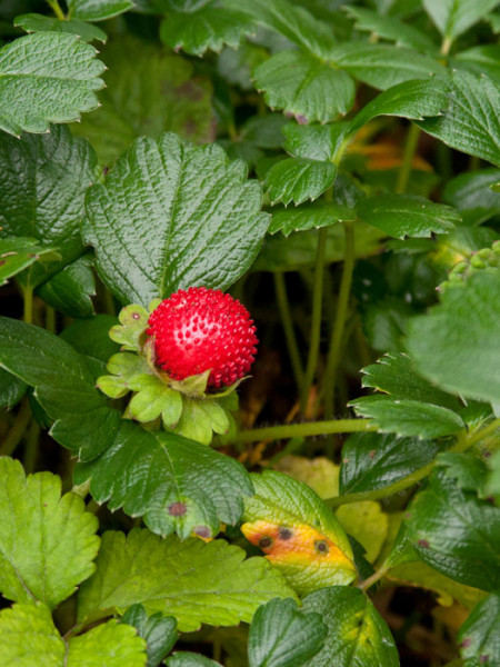 Blatt und Blüte der Ziererdbeere 'Chaval'