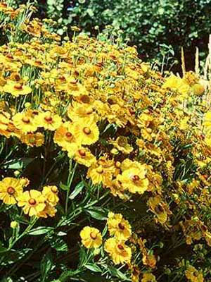 Helenium x hybrida &#039;Goldrausch&#039; (M), Garten-Sonnenbraut