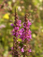Lythrum salicaria 'Robert', Blutweiderich