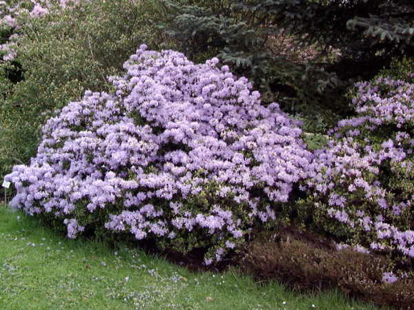 Rhododendron impeditum &#039;Moerheim&#039;