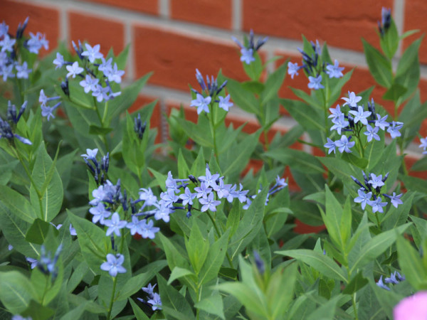 Amsonia tabernaemontana 'Blue Ice', Röhrenstern, Blausternbusch