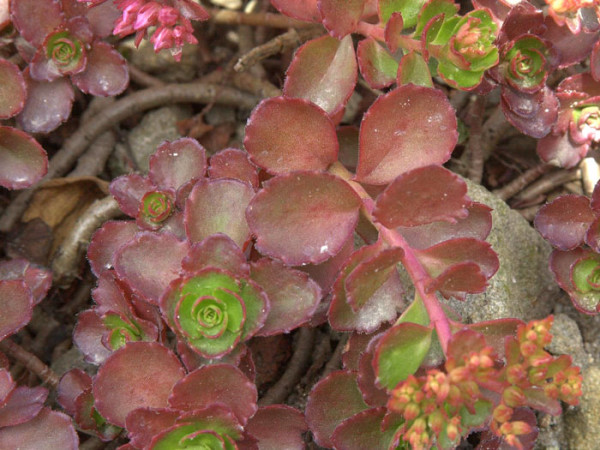 Sedum Spurium Fuldaglut Kaukasische Teppichfetthenne