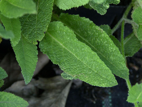 Salvia pratensis, Wiesensalbei