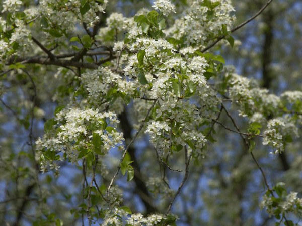 Prunus mahaleb, Steinweichsel