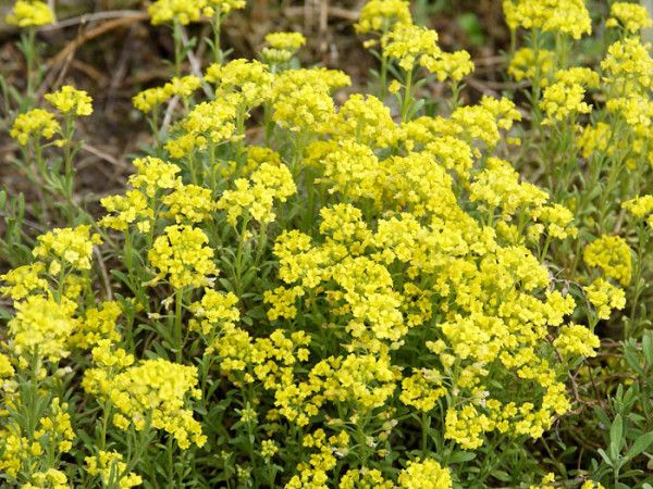 Alyssum montanum &#039;Berggold&#039;, Steinkraut, Steinkresse, Bergsteinkraut