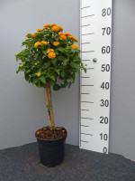 Lantana camara Hybride, Wandelröschen