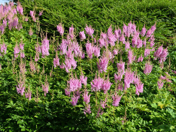 Die Astilbe 'Cattleya' in der Gruppenpflanzung