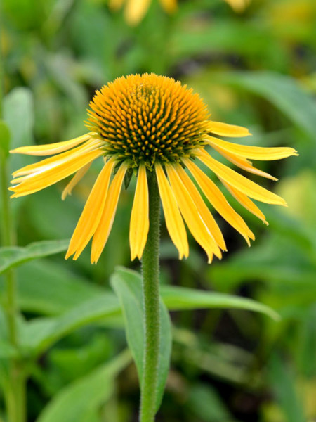 Echinacea purpurea &#039;Harvest Moon&#039;, Garten-Sonnenhut, Scheinsonnenhut