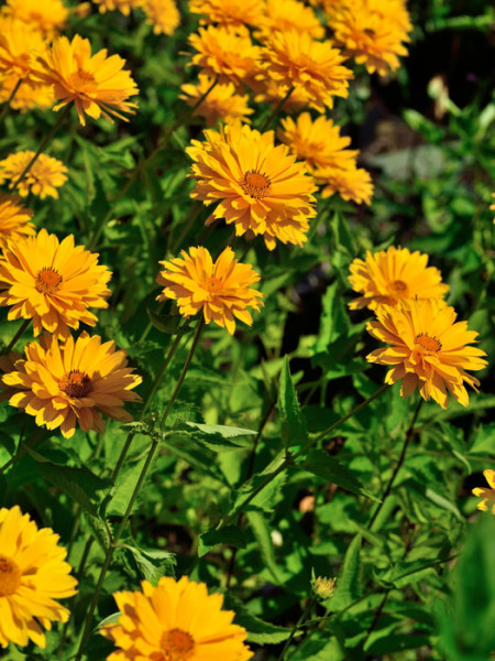 Heliopsis scabra &#039;Goldgrünherz&#039;, Sonnenauge