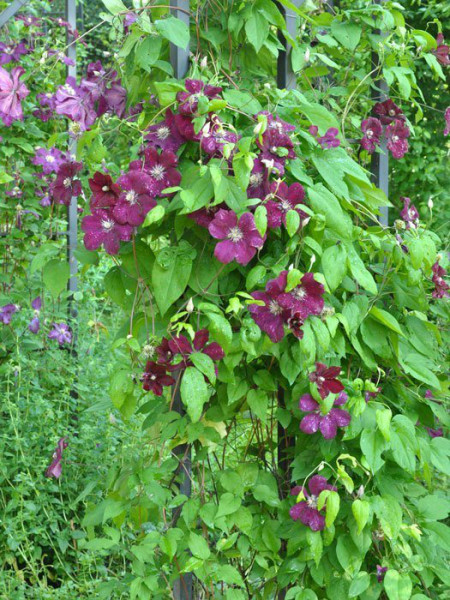 Die kletternde Clematis 'Rouge Cardinal'