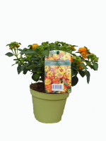 Lantana camara Hybride, Wandelröschen