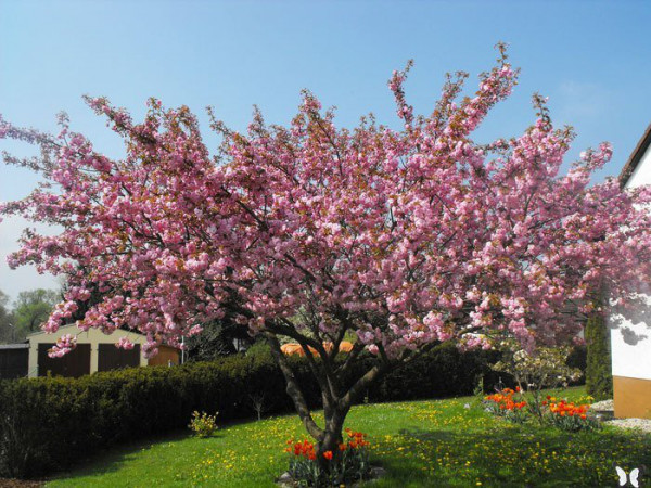 Prunus serrulata &#039;Kanzan&#039;, Japanische Nelkenkirsche - Hochstamm