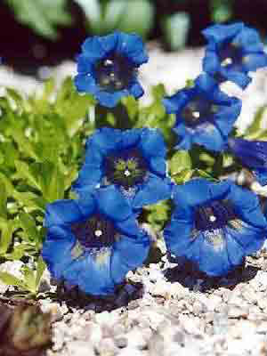 Gentiana acaulis, Frühlingsenzian