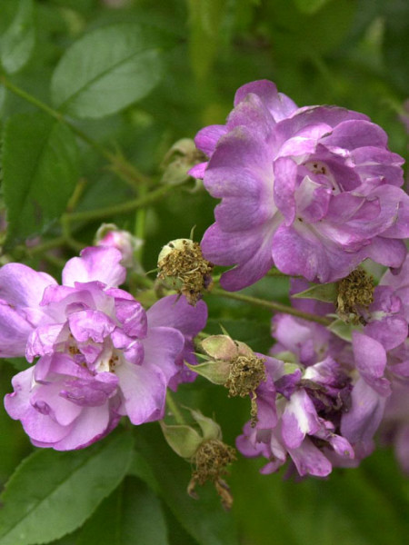 Blüte der Rose Veilchenblau