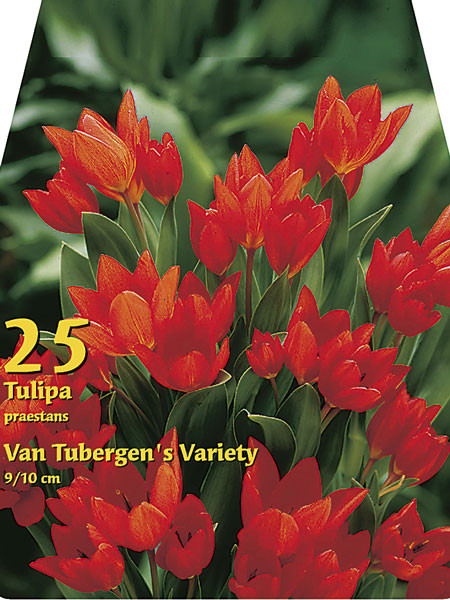 Tulpe praestans 'Tubergens Varietät' (Großpackung) (Art.Nr. 597850)